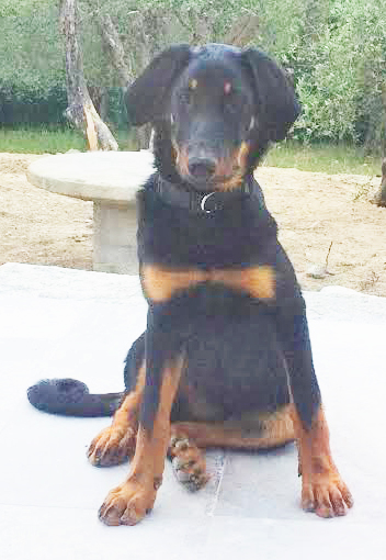 domainedelalicorne.fr photo chien beauceron photo chiot beauceron Elevage de beauceron chiot beauceron pure race élevage du clos de la licorne elevage des gardiens de la licorne elevage beauceron noir et feu authentique gros gabarits élevage de Beauceron familial sérieux et qualité domainedelalicorne.fr suivi des chiots conseil d’éducation chiot propre bas rouge santé caractère spécialiste du beauceron noir et feu ou arlequin chien rustique berger de France  nos chiots sont élevés avec amour et attention notre passion au service de la qualité Beauceron de qualité et sportif domaine de la licorne 04380 BARRAS élevage en liberté éleveur berger de beauce élevage de beauceron de travail 06 11 20 51 93 site domainedelalicorne.fr mail domainedelalicorne@gmail.com